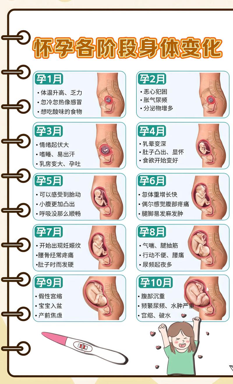 揭秘供卵代孕妈妈怀孕小腹分两节，孕期变化的奥秘黔江代生机构: